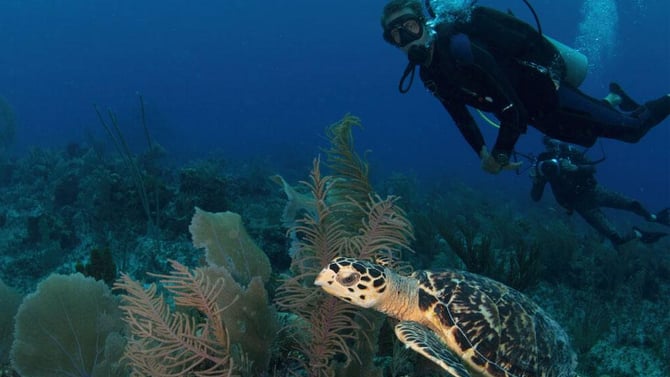 Scuba diving in the Cayman Islands: an experience of a lifetimeScuba diving in the Cayman Islands
