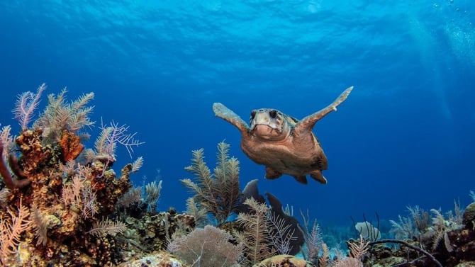Grand Cayman in June: Weather, Activities & Travel Tips 2026