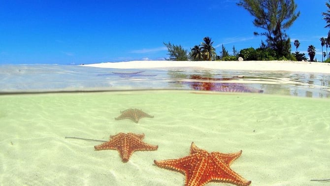 A Secret Guide to the most unique Grand Cayman Vacation ever!