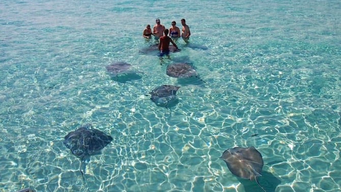 Wildlife in the Cayman Islands: Exploring the Underwater World