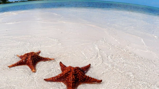 Non-Touristy Grand Cayman in 2025 Cayman Vacation
