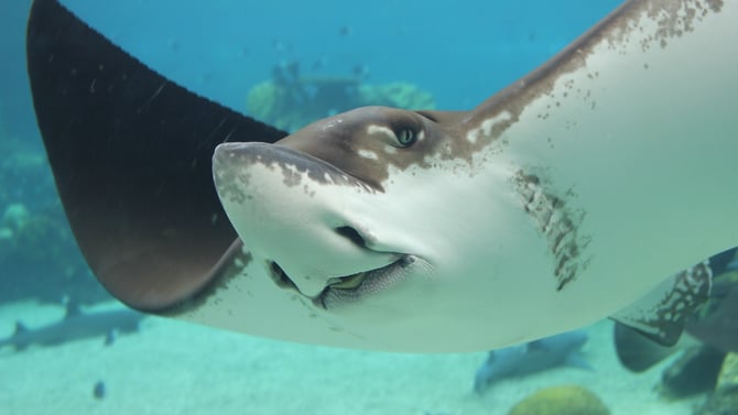 Planning your day trip to Stingray City starts now!
